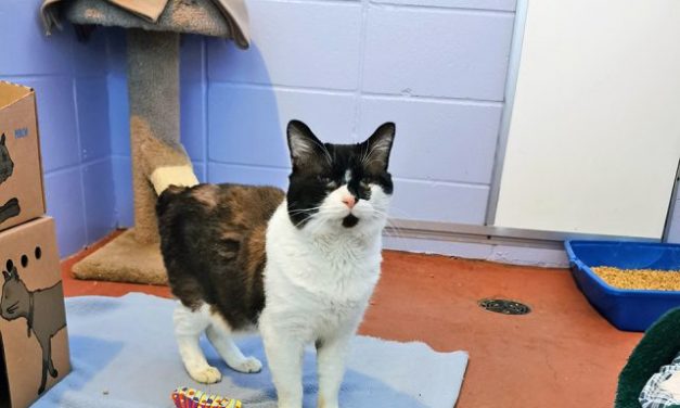 SPCA warning public after animal cruelty case