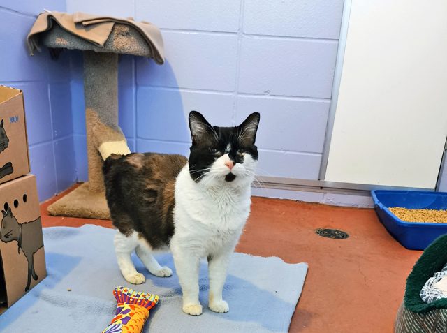 SPCA warning public after animal cruelty case