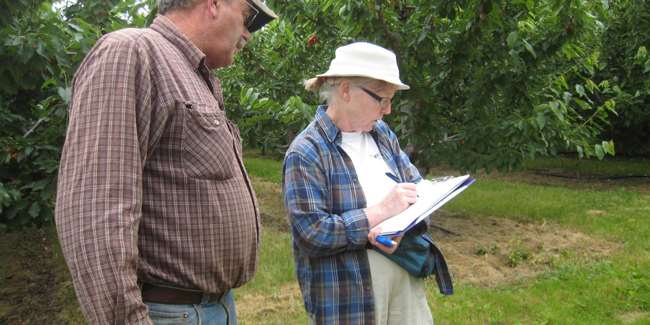 Rain threatens South Okanagan cherry crop