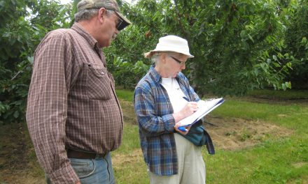Rain threatens South Okanagan cherry crop