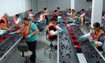 Oliver plant sees upgrade to cherry sorting line