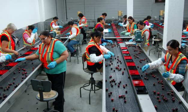 Oliver plant sees upgrade to cherry sorting line