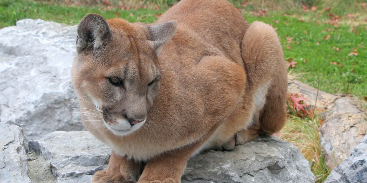 Cougars again sighted in Osoyoos, one shot, public warned