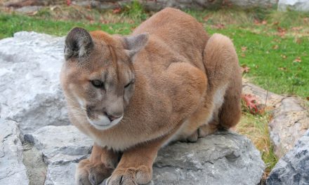 Cougars again sighted in Osoyoos, one shot, public warned