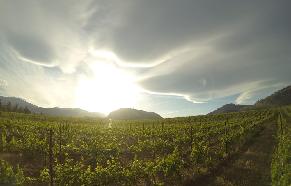 Planning a greener future for world’s wineries