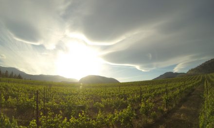 Planning a greener future for world’s wineries