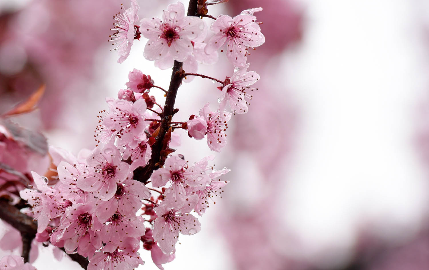 Raindrops cover blossoms Monday morning. Sun is forecast for the rest of the week. (Richard McGuire photo)