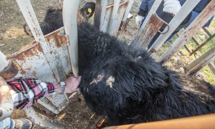 Grazing calf takes bullet