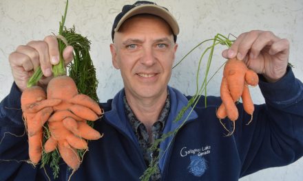 Weird Veggies highlight potato contest of Ye Olde Welcome Inn