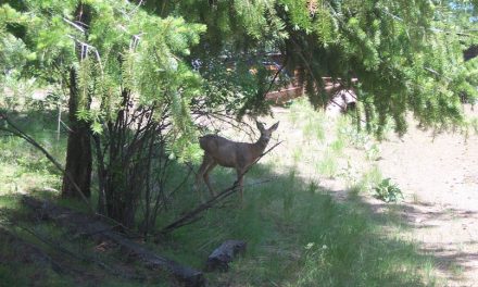Town asked to help with deer problems in Oliver