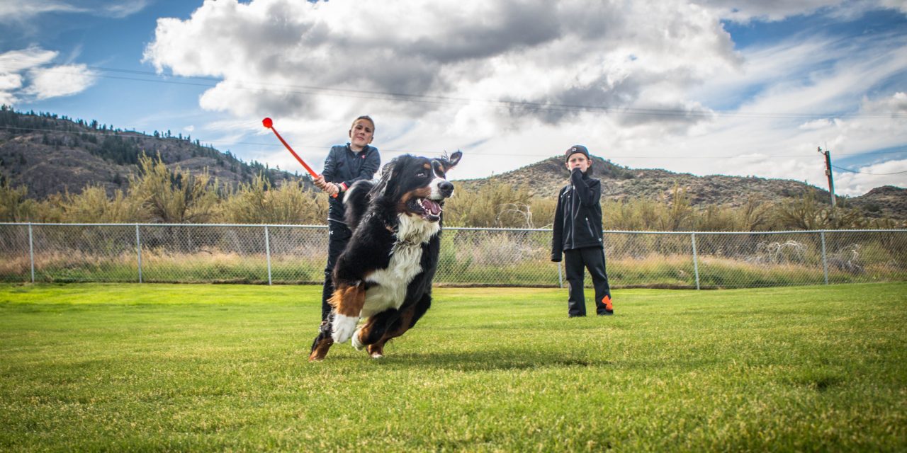 Town's new offleash dog park officially opens TimesChronicle.ca