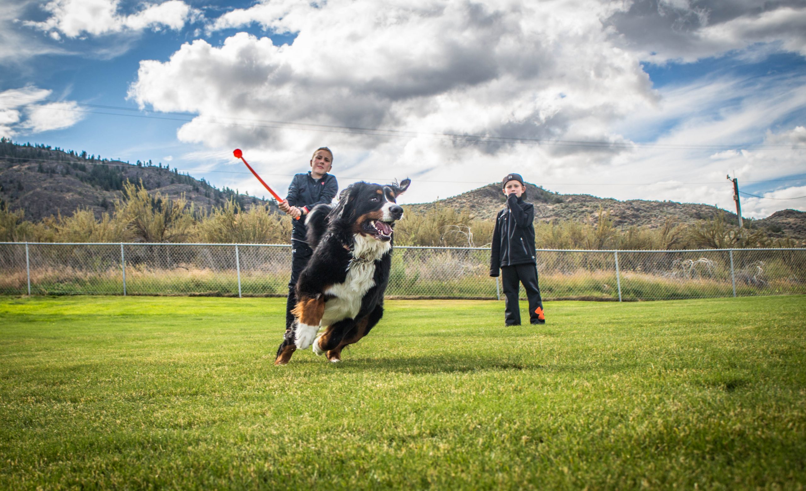 Town's new off-leash dog park officially opens - TimesChronicle.ca