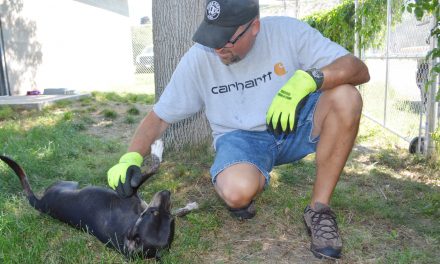 Crackdown on dog control concerning to some owners