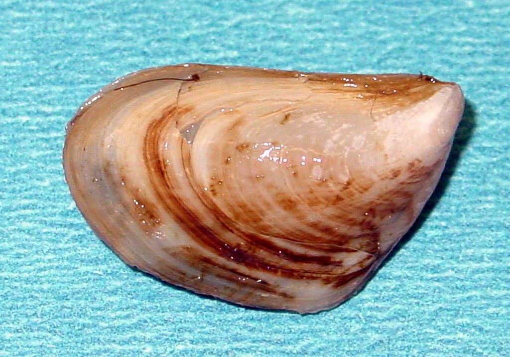 Quagga mussel. (Courtesy of the U.S. Geological Survey)