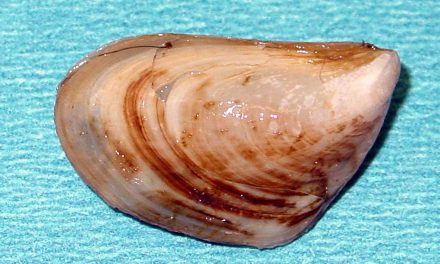 Officer at Osoyoos border averts importation of quagga mussels