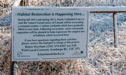 WETLANDS RESTORATION PROJECT WON’T SPREAD MOSQUITOES, SAYS DUCKS UNLIMITED REPRESENTATIVE