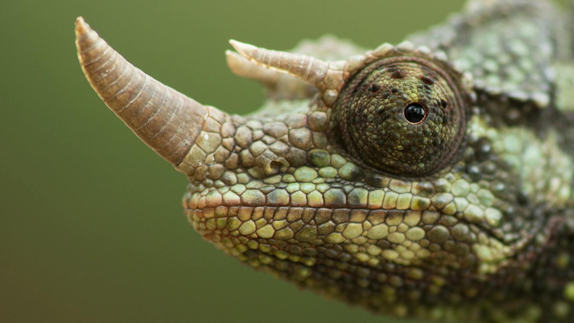 Desert Society Movie And An Expert Film And Speaker Series Continues Timeschronicle Ca