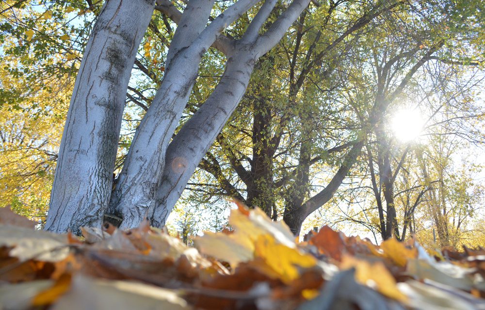 Let it ‘fall’ all over you