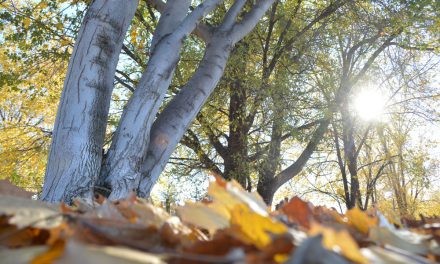 Let it ‘fall’ all over you