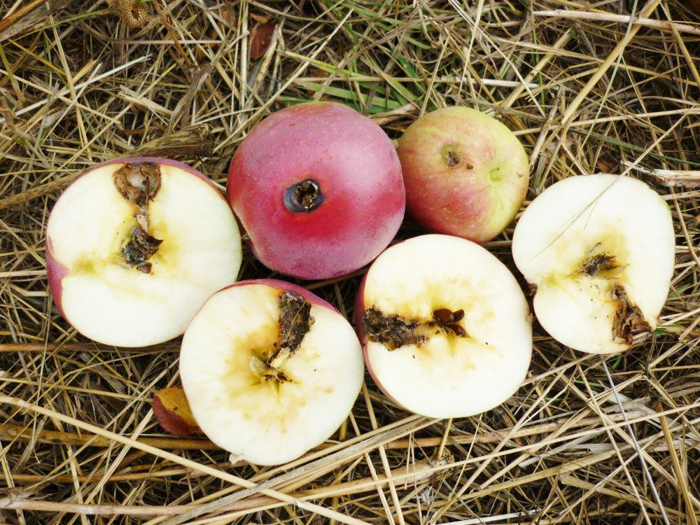 The Okanagan-Kootenay Sterile Insect Release program has been nominated for the prestigious Integrated Pest Management Achievement Award, which will be handed out in March at a symposium in Utah. PHOTO SUPPLIED