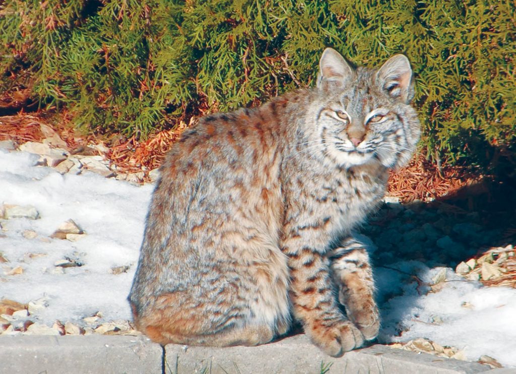 UBC Okanagan student T.J. Gooliaff is completing his Masters degree by conducting an intensive report on bobcats and lynx in British Columbia and the effects of climate change on both cat species. Gooliaff is asking residents from across the South Okanagan and B.C. to send him photos if they spot a lynx or bobcat (like the one seen above) and indicate when and where they spotted the animal. (Photo supplied)