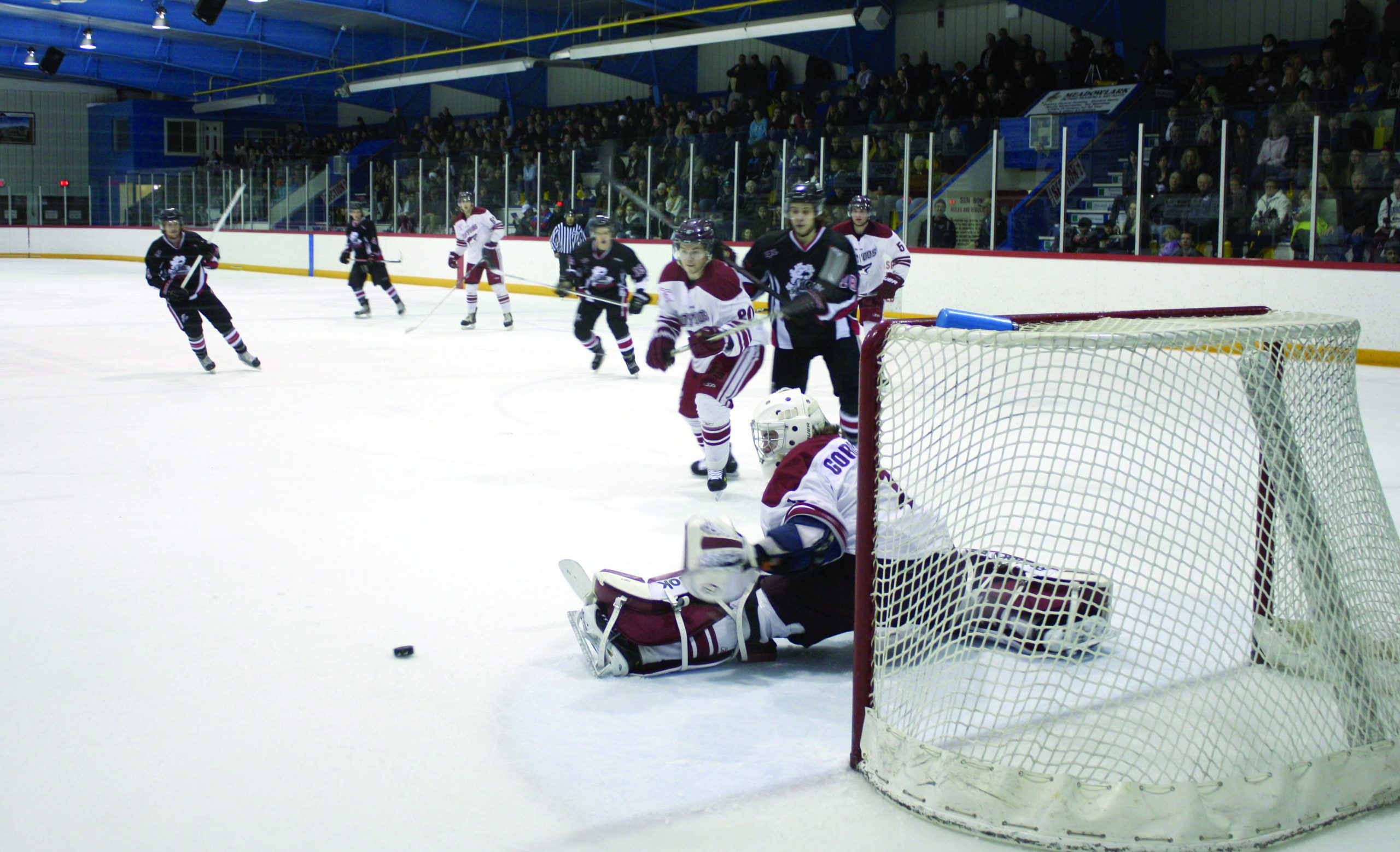 Feb. 20-Coyotes Action