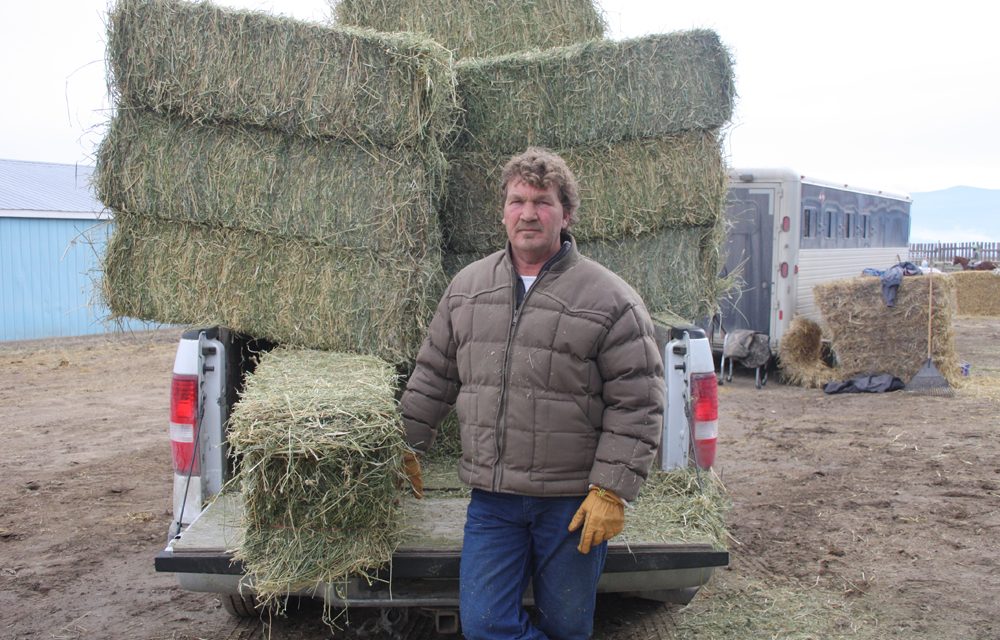Alberta horse owner/trainer brings huge stable of 60 horses to train at Desert Park