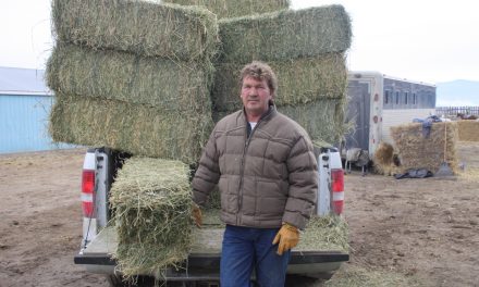 Alberta horse owner/trainer brings huge stable of 60 horses to train at Desert Park