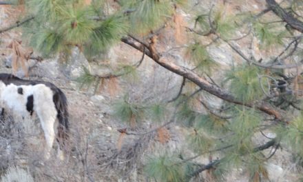 Concerns raised about wild horses being trapped