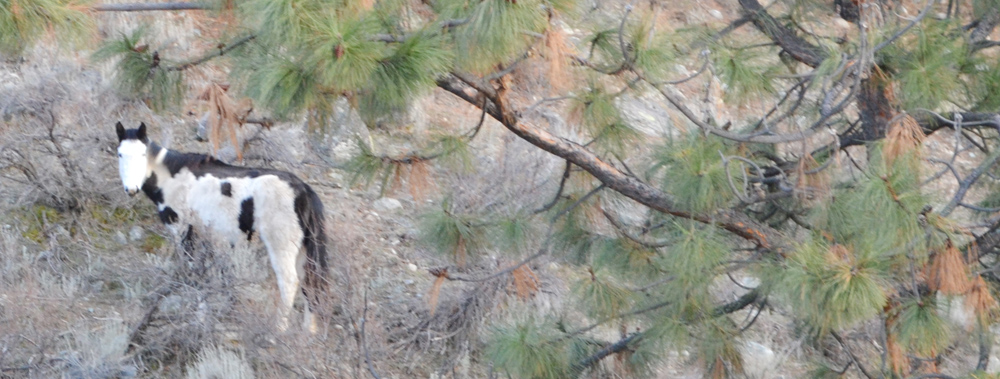 Concerns raised about wild horses being trapped