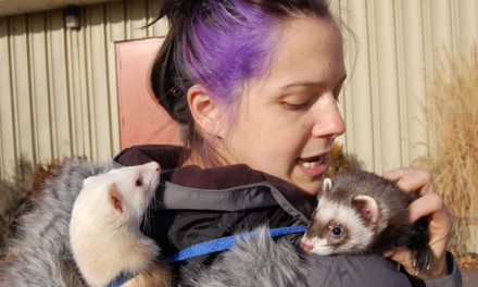 Ferreting around