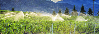 Oliver wines win prestigious award