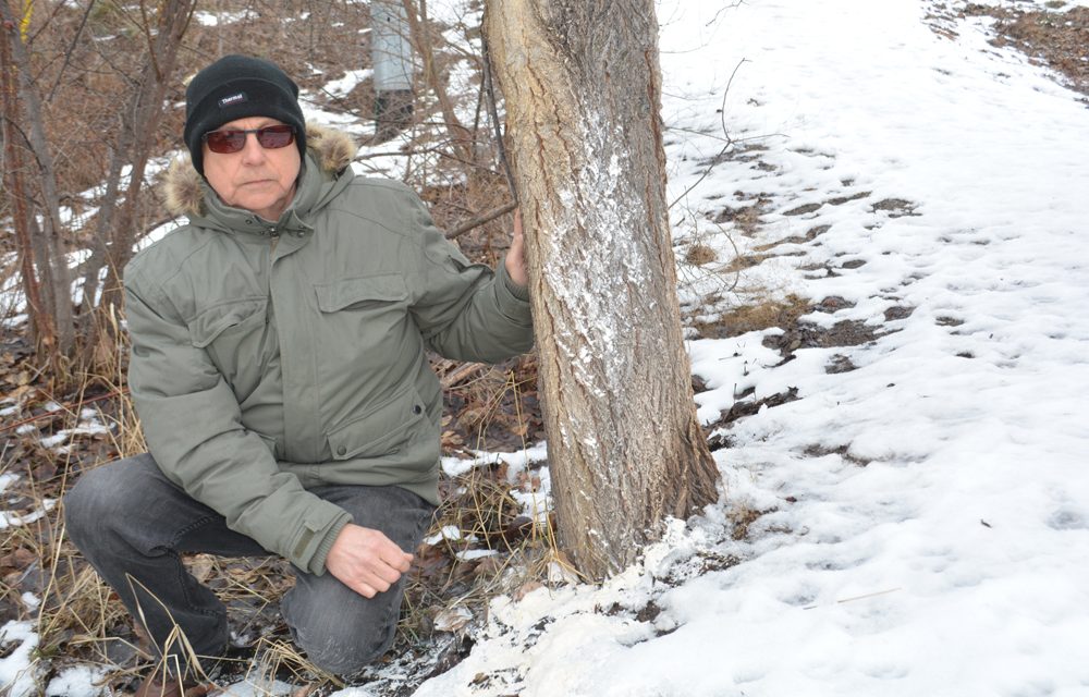 Forbes wetlands used as ‘yeast’ dumping ground