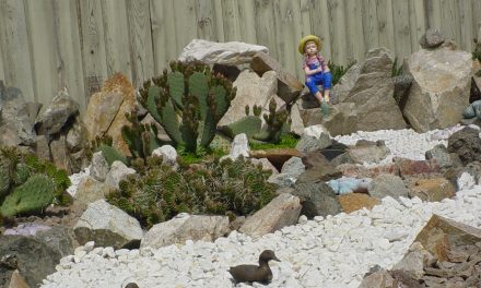 An oasis in the backyard