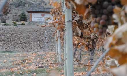 Not a creature stirring on ice wine night
