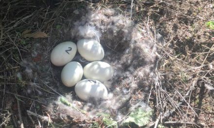 Egg addling in Oliver and Osoyoos controlling geese population
