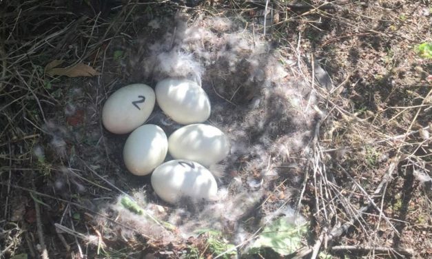 Egg addling in Oliver and Osoyoos controlling geese population