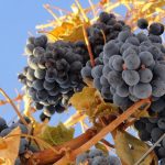 grapes