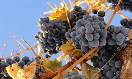 Province extends wine sector support amid ongoing recovery
