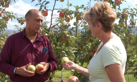 Hail storm ravages local farmer’s crop