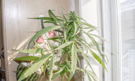 Canadian home insurers won’t touch marijuana with 10-foot pole