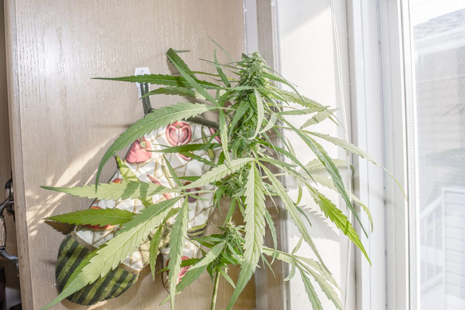Public to get say on cannabis production