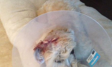 Owner leaves scene after pit bull attacks couple’s dog