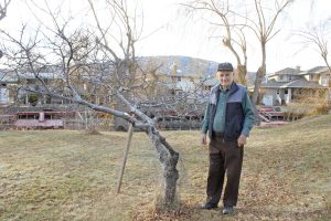 Osoyoos homeowner Ted Azyan shows off one of the many fruit trees on his front yard that have been destroyed by beavers this past summer. Beavers have been destroying his fruit trees since be bought the house 28 years ago and have caused him no end of heartache and despair, said Azyan. (Keith Lacey photo)