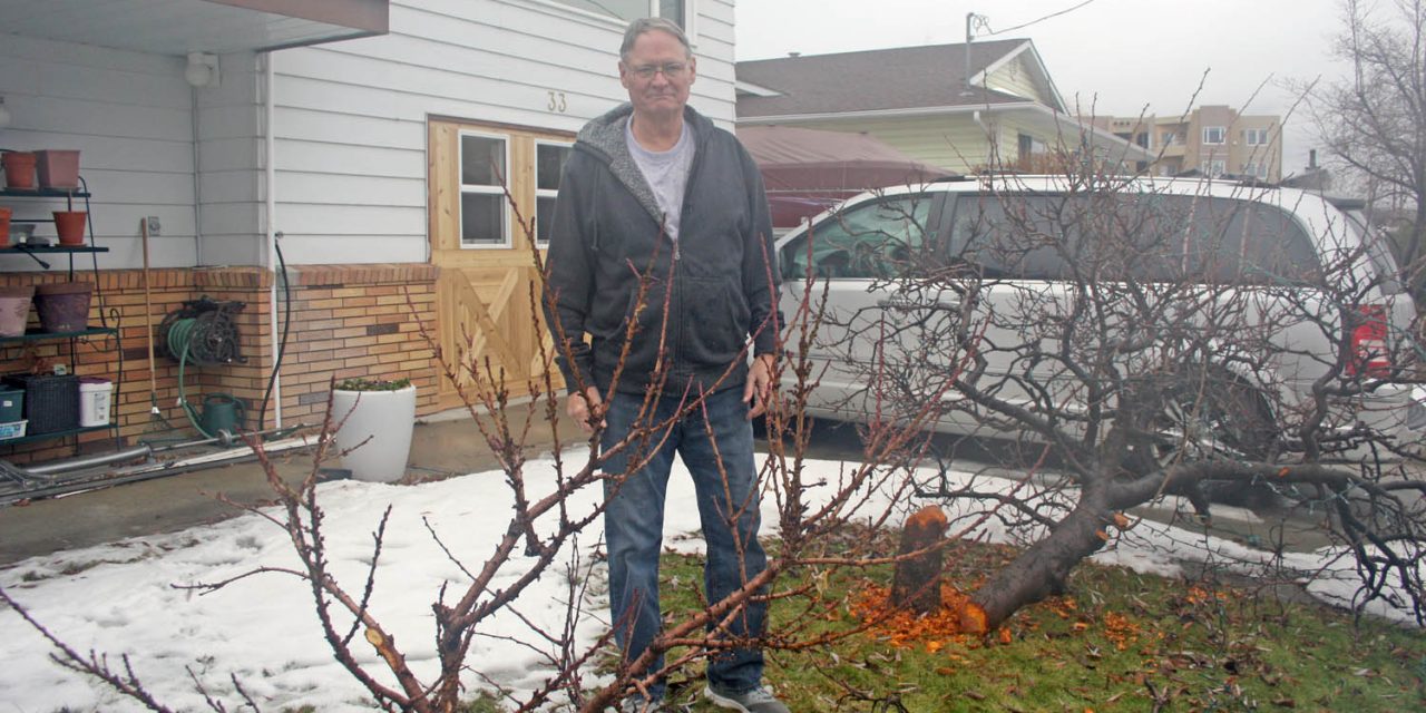 Destructive beavers cause more heartache by destroying more fruit trees on Solana Key Court