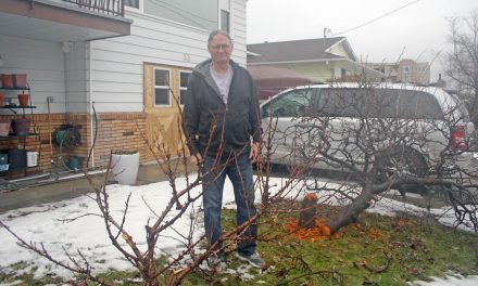Destructive beavers cause more heartache by destroying more fruit trees on Solana Key Court