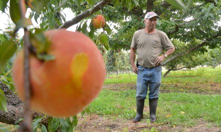 Growers urged to plan ahead now for COVID-19 impacts