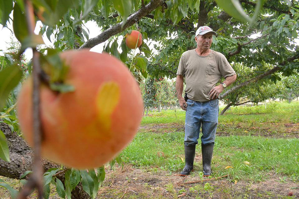 Growers urged to plan ahead now for COVID-19 impacts
