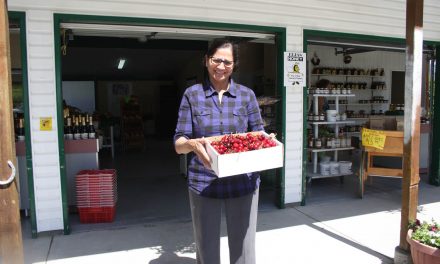 Early fruit and cherry harvest means Osoyoos fruit stands have opened early