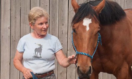 Desert Park offers space to flood-stranded horses